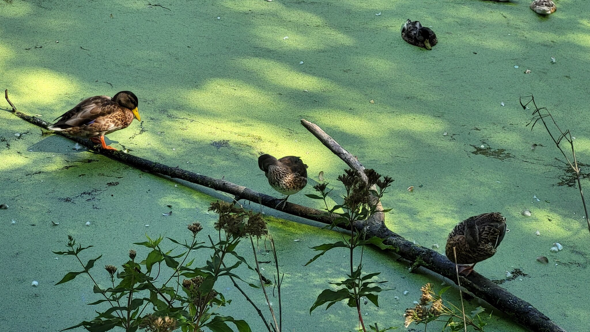 Post Image