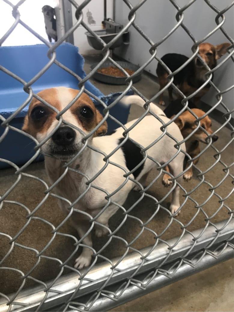 49 Dogs Rescued: Investigation Into Washington County Breeding Facility 49 Dogs Rescued: Investigation Into Washington County Breeding Facility