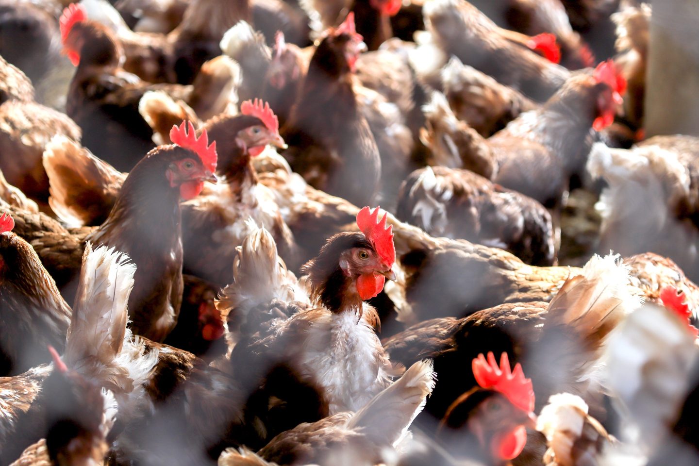 $5 A Dozen: Egg Prices Fall From Record Highs In The US $5 A Dozen: Egg Prices Fall From Record Highs In The US