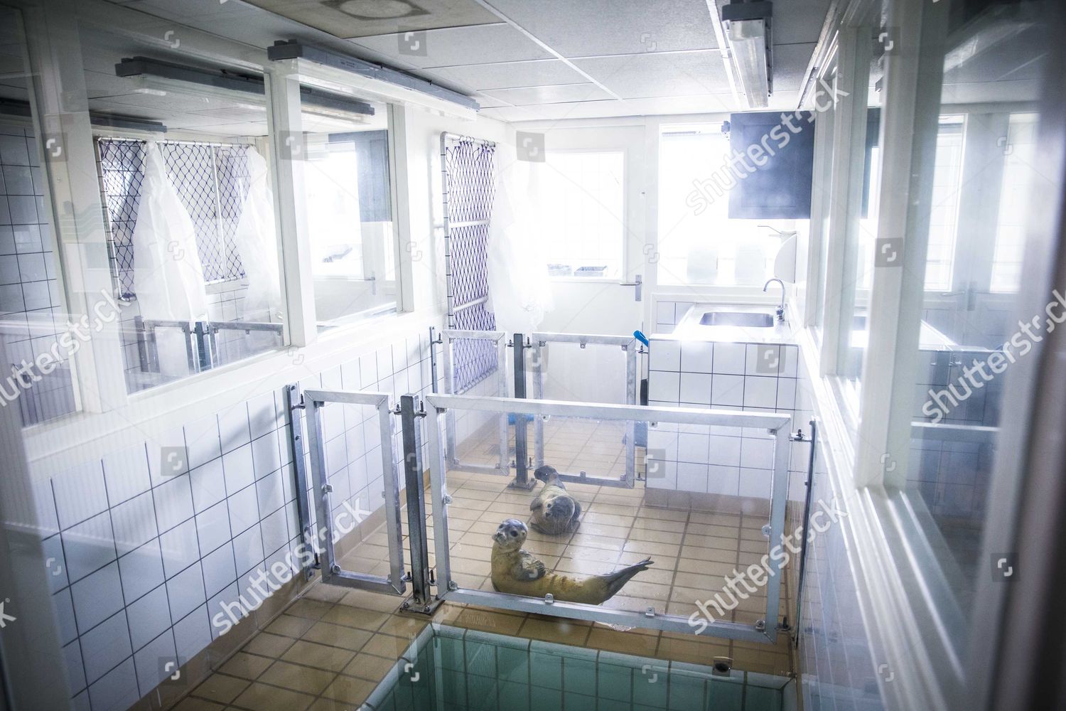50 Years Of Rescue: Pieterburen Seal Center Releases Final Seals 50 Years Of Rescue: Pieterburen Seal Center Releases Final Seals