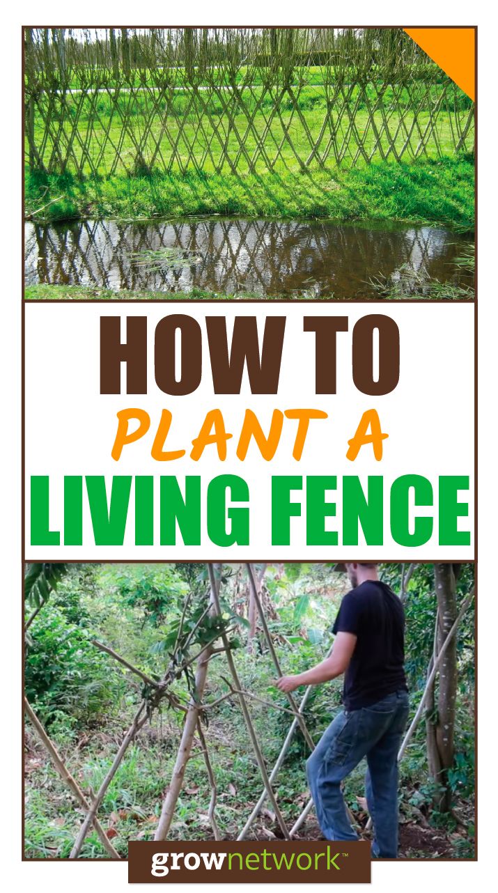 A Beginner's Guide To Building A Living Fence A Beginner's Guide To Building A Living Fence