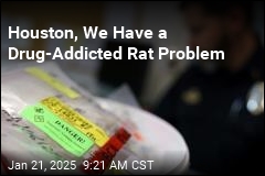 Addressing The Drug-Addicted Rat Problem In Houston Addressing The Drug-Addicted Rat Problem In Houston