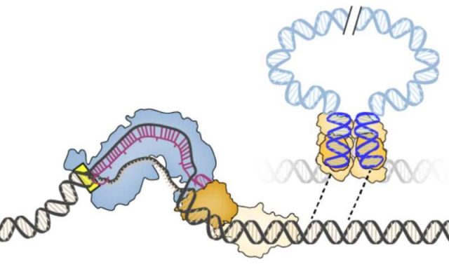 Advanced Gene Editor: Precise Complete Gene Insertion Advanced Gene Editor: Precise Complete Gene Insertion