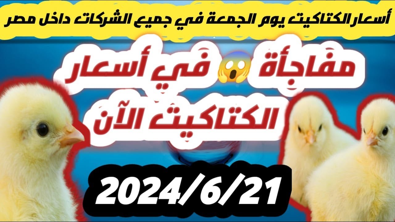 أحدث أسعار الكتاكيت في مصر (14/4/2025) أحدث أسعار الكتاكيت في مصر (14/4/2025)