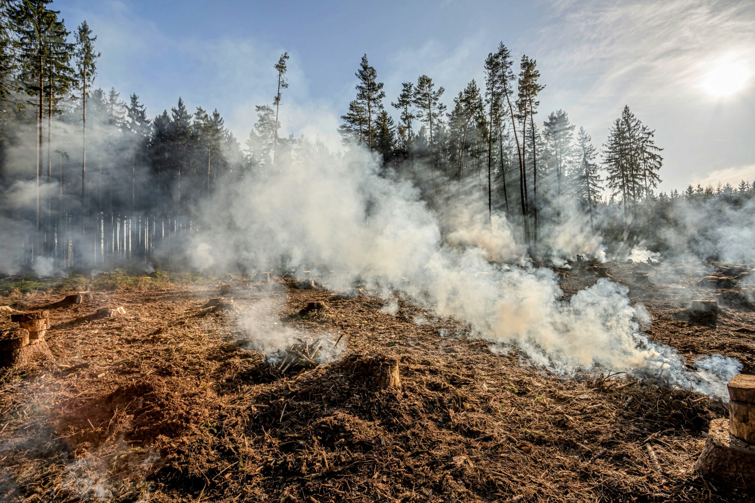 Analyzing The Record-High Global Forest Loss Driven By Wildfires Analyzing The Record-High Global Forest Loss Driven By Wildfires
