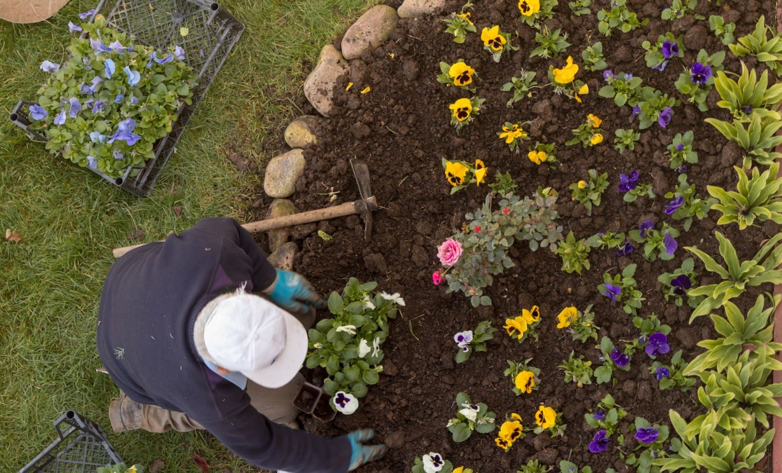 Annuals Or Perennials? A Guide To Choosing The Perfect Plants Annuals Or Perennials? A Guide To Choosing The Perfect Plants