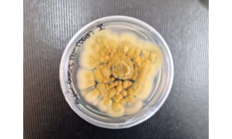 Anti-Fungal Resistance: Why Deadly Fungi Pose A Serious Threat Anti-Fungal Resistance: Why Deadly Fungi Pose A Serious Threat