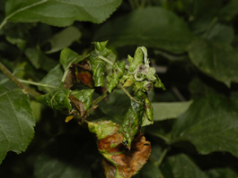Apple Crop To Suffer Significant Losses Due To Rosy Apple Aphid Infestation Apple Crop To Suffer Significant Losses Due To Rosy Apple Aphid Infestation