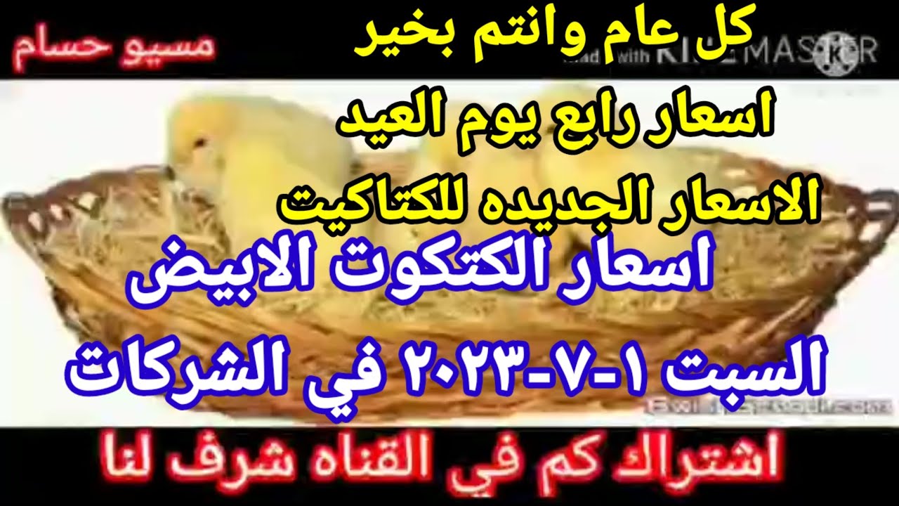 ارتفاع أسعار الكتاكيت في مصر؟ تحديث أسعار اليوم 14-4-2025 ارتفاع أسعار الكتاكيت في مصر؟ تحديث أسعار اليوم 14-4-2025