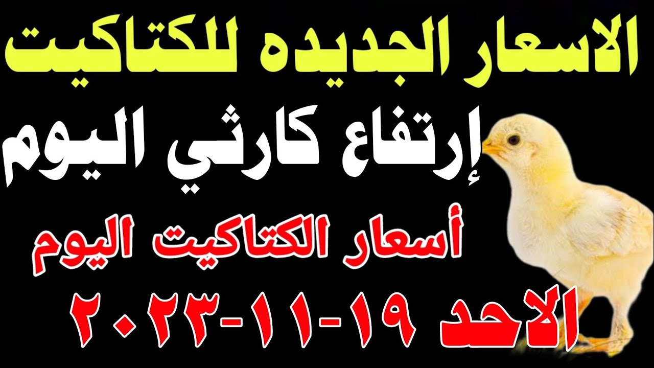 أسعار الكتاكيت في مصر اليوم: الاثنين 14 أبريل 2025 أسعار الكتاكيت في مصر اليوم: الاثنين 14 أبريل 2025