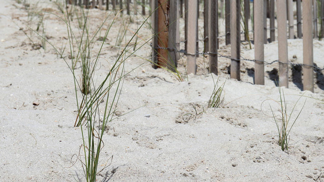 Boosting Scotland's Coastline: Seagrass Planting Initiatives And Their Impact Boosting Scotland's Coastline: Seagrass Planting Initiatives And Their Impact