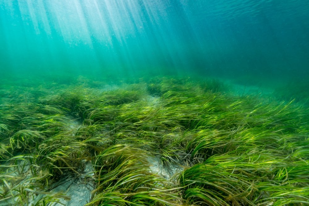 Boosting Scotland's Marine Life: New Seagrass Planting Initiatives Boosting Scotland's Marine Life: New Seagrass Planting Initiatives