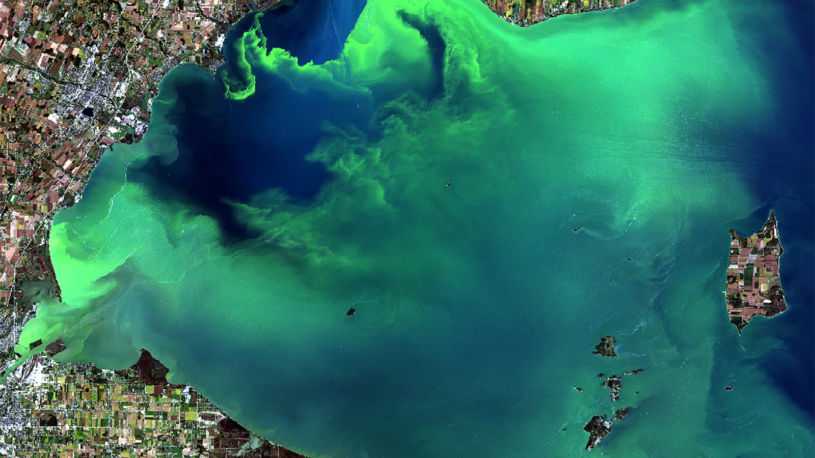 California Coast Suffers: The Impact Of Toxic Algae Blooms On Marine Ecosystems California Coast Suffers: The Impact Of Toxic Algae Blooms On Marine Ecosystems