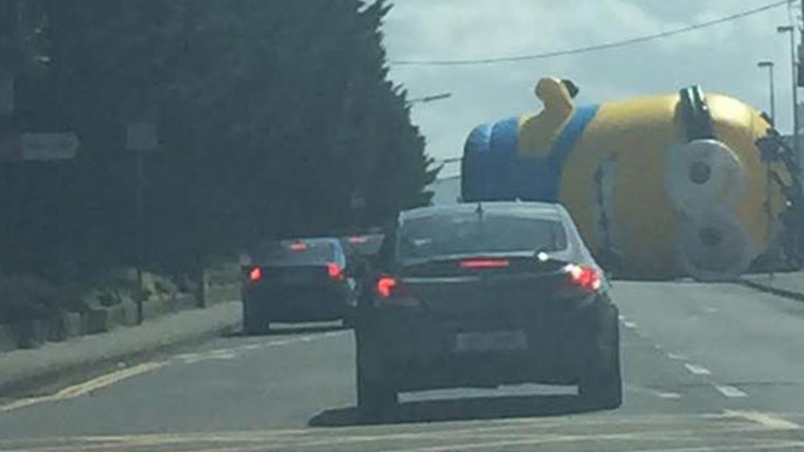Cape Town Elephant Seal Causes Traffic Chaos Cape Town Elephant Seal Causes Traffic Chaos