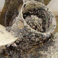 Casper Boat Owner Discovers Large Zebra Mussel Infestation Casper Boat Owner Discovers Large Zebra Mussel Infestation