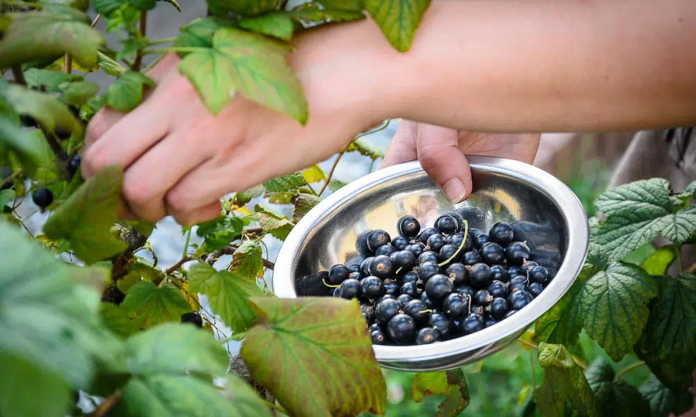 Cassis Blackcurrant Vs. Other Blackcurrant Products Cassis Blackcurrant Vs. Other Blackcurrant Products