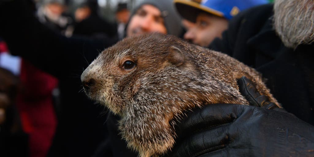 Celebrating The First Birthday Of Punxsutawney Phil's Kid Celebrating The First Birthday Of Punxsutawney Phil's Kid
