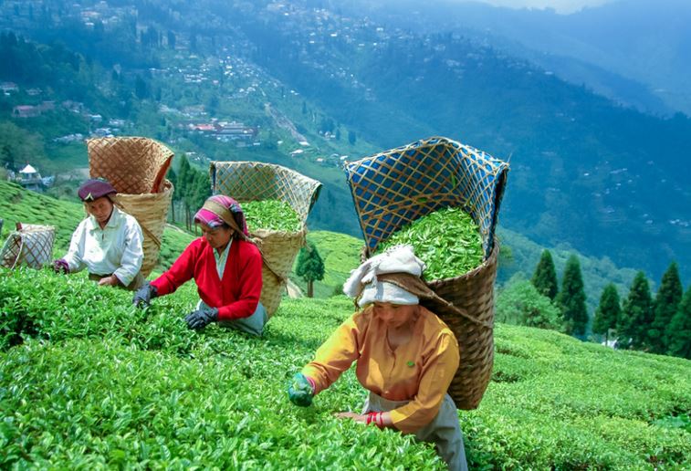 Challenges Facing Darjeeling Tea Production Challenges Facing Darjeeling Tea Production