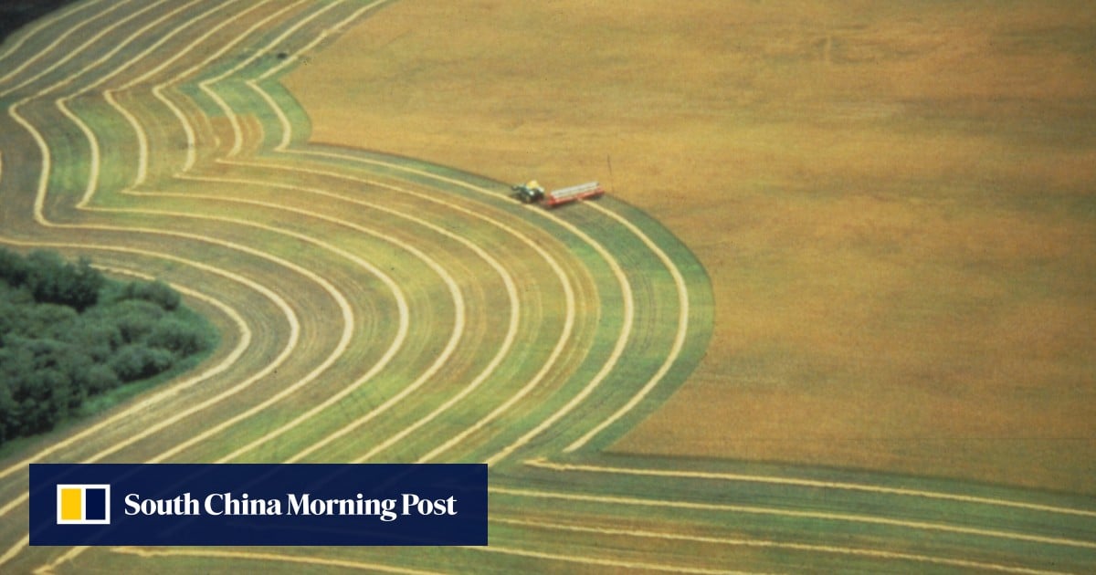 China Re-evaluates Canola Supply Sources After Canada Relations Sour China Re-evaluates Canola Supply Sources After Canada Relations Sour