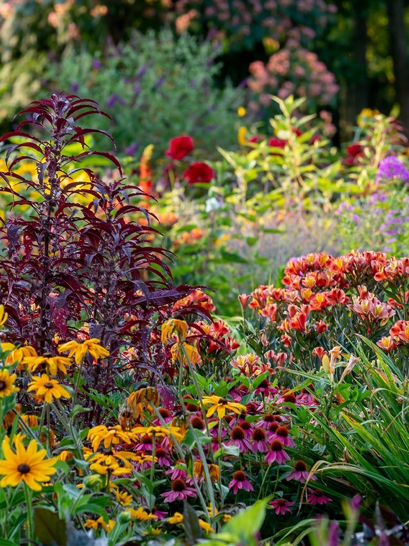 Choosing Between Annuals And Perennials: A Gardener's Dilemma Choosing Between Annuals And Perennials: A Gardener's Dilemma