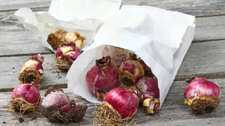 Choosing The Right Planting Time For Hyacinth Bulbs Choosing The Right Planting Time For Hyacinth Bulbs