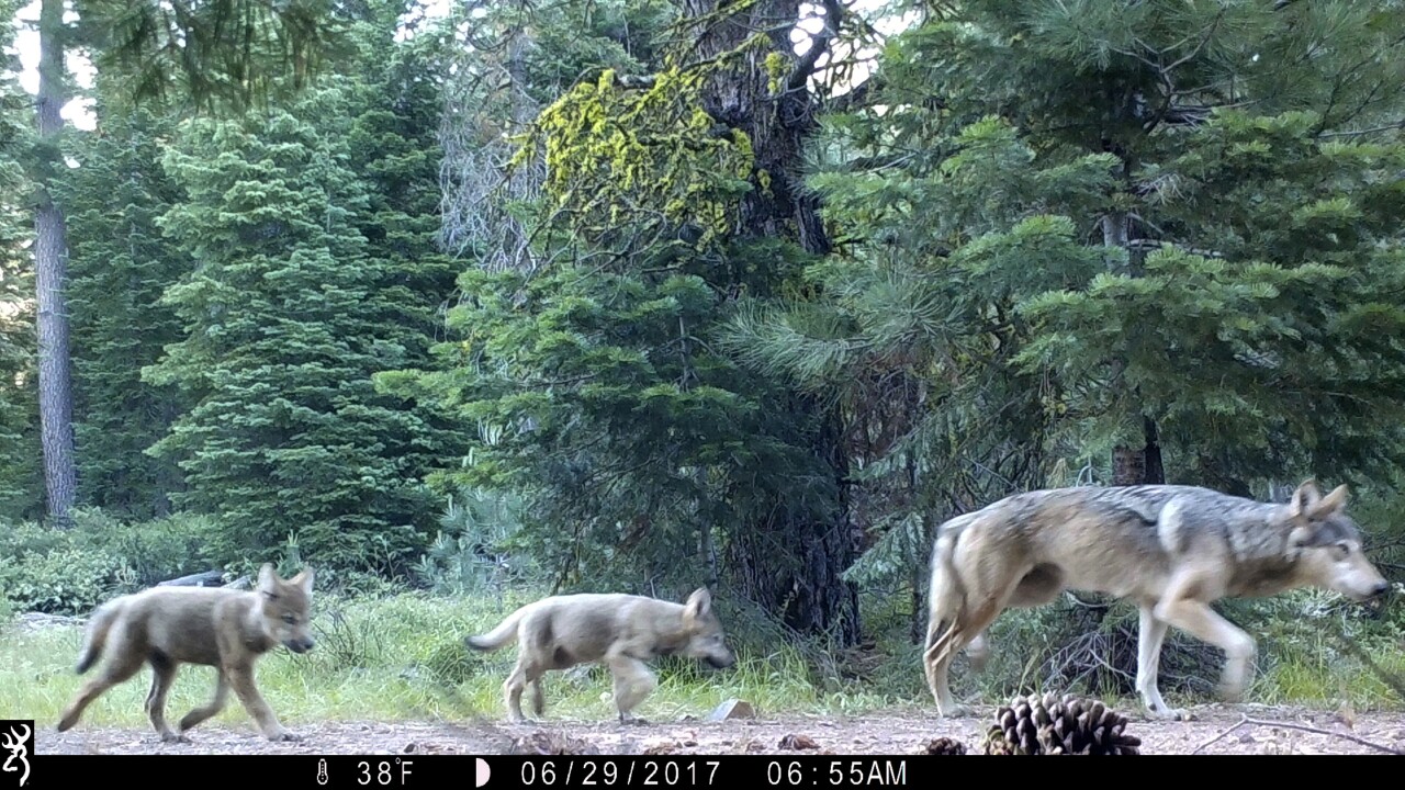 Colorado Gray Wolf Dies After Relocation To Wyoming Colorado Gray Wolf Dies After Relocation To Wyoming