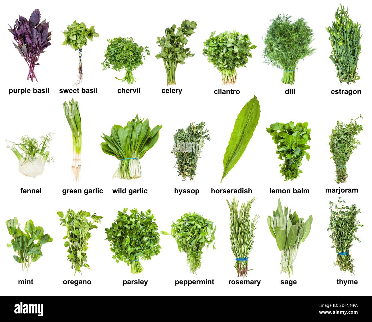 Combining Rosemary & Thyme: Creative Culinary Combinations Combining Rosemary & Thyme: Creative Culinary Combinations
