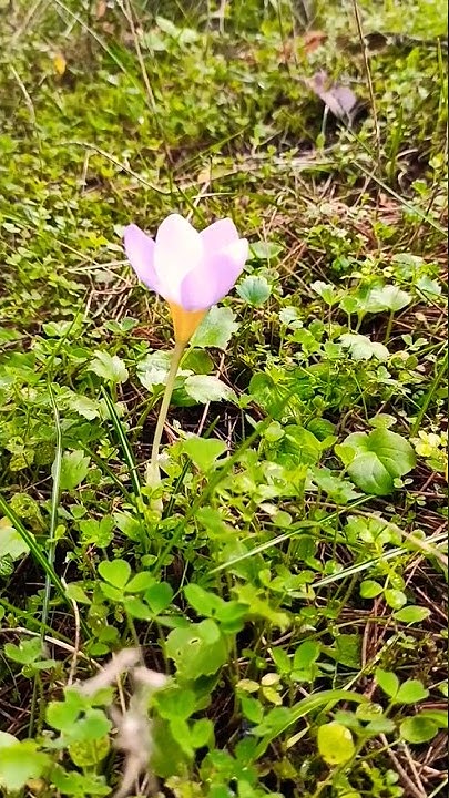 Country Diary: Foraging For The Carrot's Roastable Cousin Country Diary: Foraging For The Carrot's Roastable Cousin