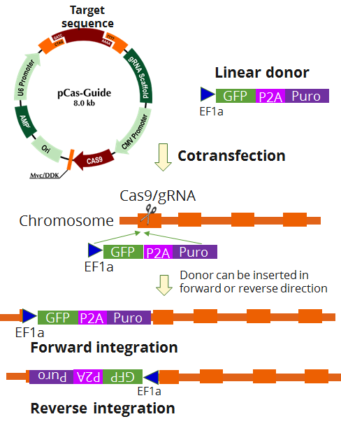 CRISPR Technology: Efficient Whole Gene Integration In Human Cells CRISPR Technology: Efficient Whole Gene Integration In Human Cells