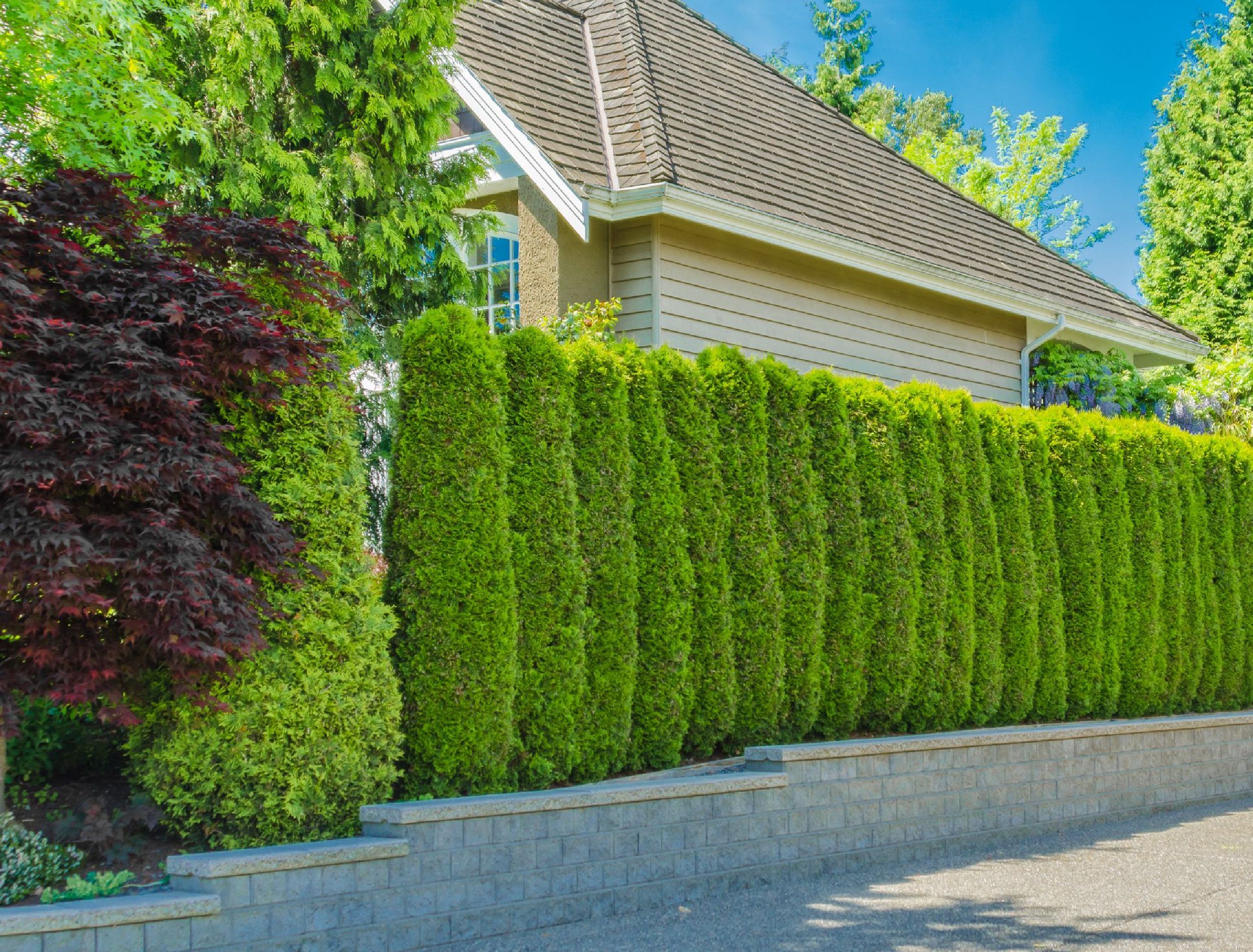 Design And Build Your Own Living Fence Design And Build Your Own Living Fence