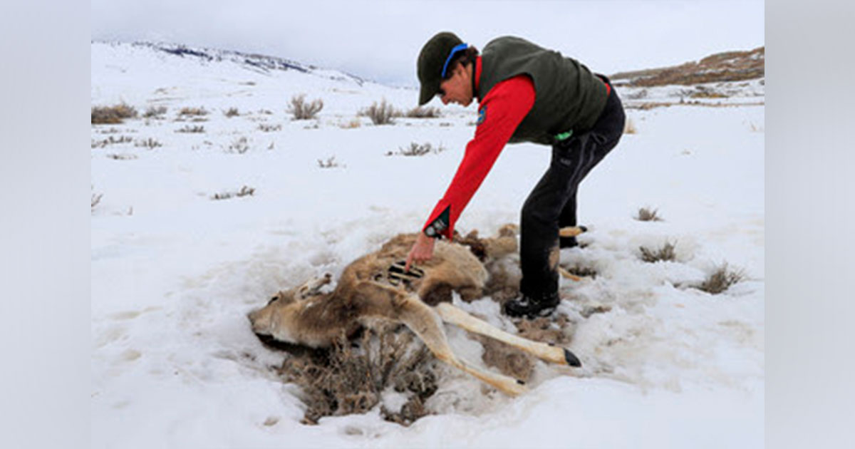Devastating Winter's Impact On Pronghorn: A New Documentary Devastating Winter's Impact On Pronghorn: A New Documentary