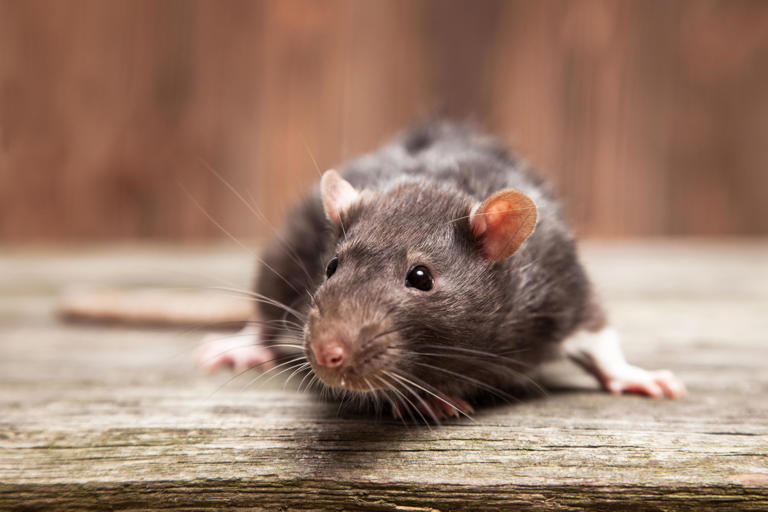 Drug-Addicted Rats Plague Houston: Understanding The Unusual Crisis