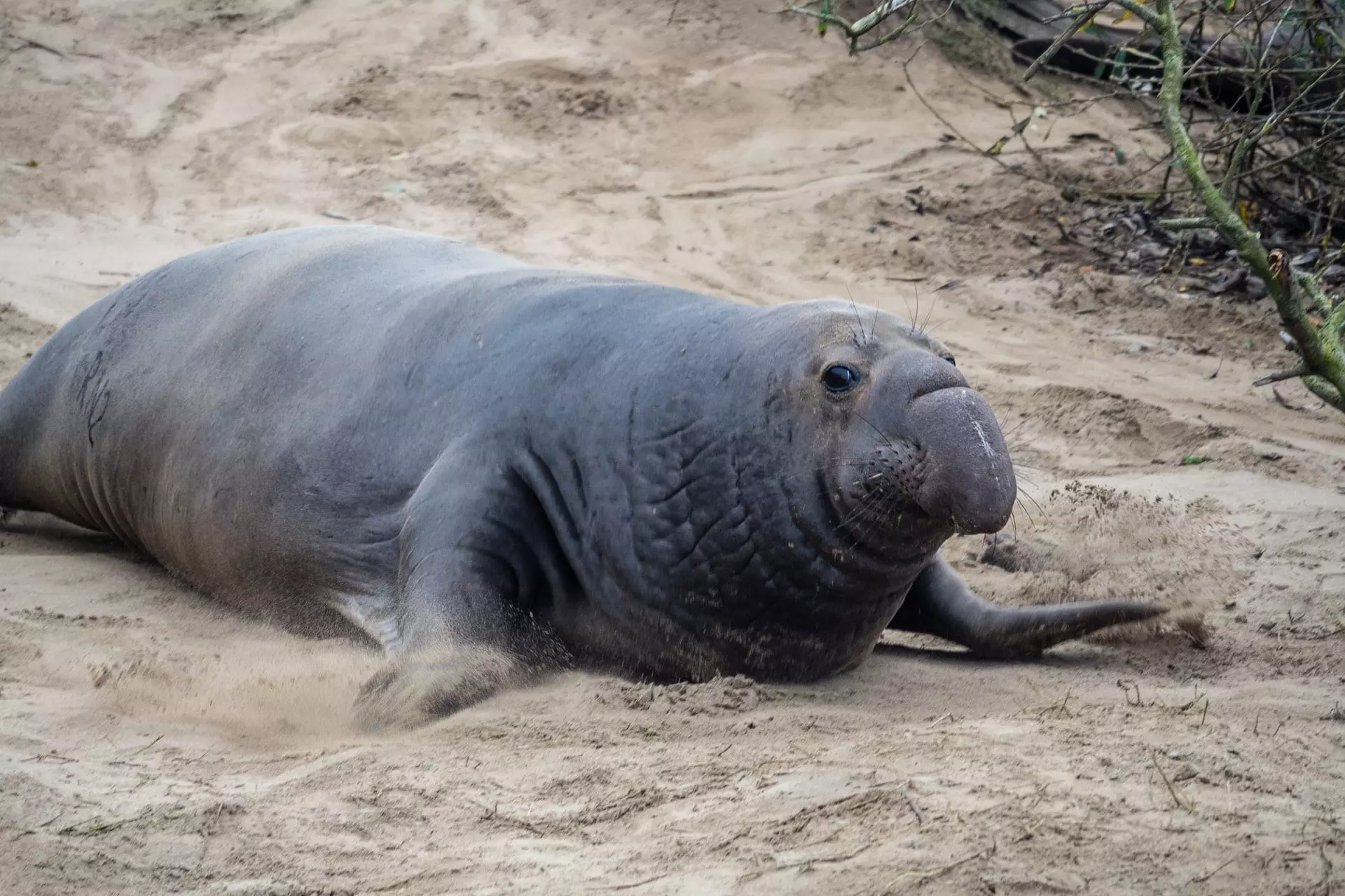 Elephant Seal Disrupts Cape Town Traffic Elephant Seal Disrupts Cape Town Traffic