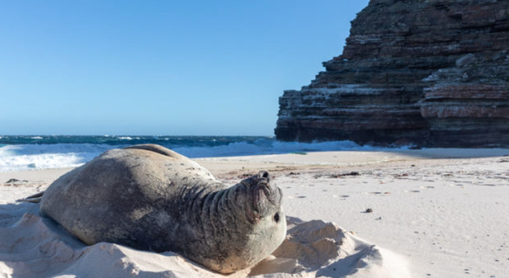 Elephant Seal Spotted In Cape Town Suburb Elephant Seal Spotted In Cape Town Suburb