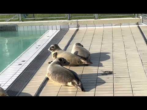 End Of An Era: Pieterburen's Seal Rescue Center Closes, Seals Released End Of An Era: Pieterburen's Seal Rescue Center Closes, Seals Released