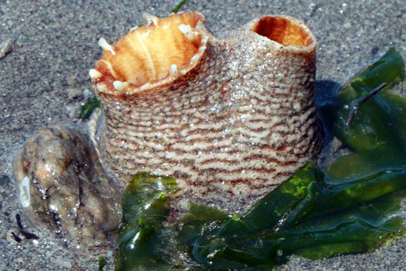 Exploring Whidbey Clams: A Citizen Science Approach Exploring Whidbey Clams: A Citizen Science Approach