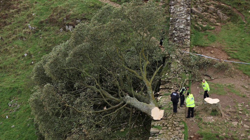 Famous Sycamore Gap Tree Felled: Conviction Of Two Men Famous Sycamore Gap Tree Felled: Conviction Of Two Men