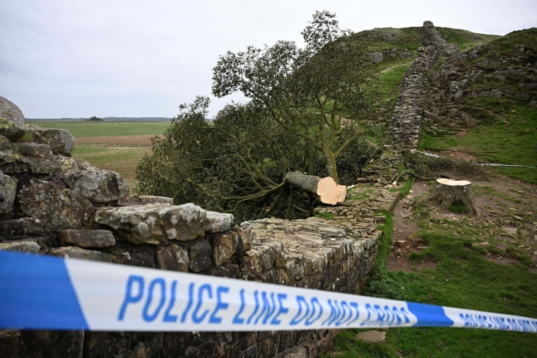 Felling Of Sycamore Gap Tree: Court Sentences Two Men Felling Of Sycamore Gap Tree: Court Sentences Two Men