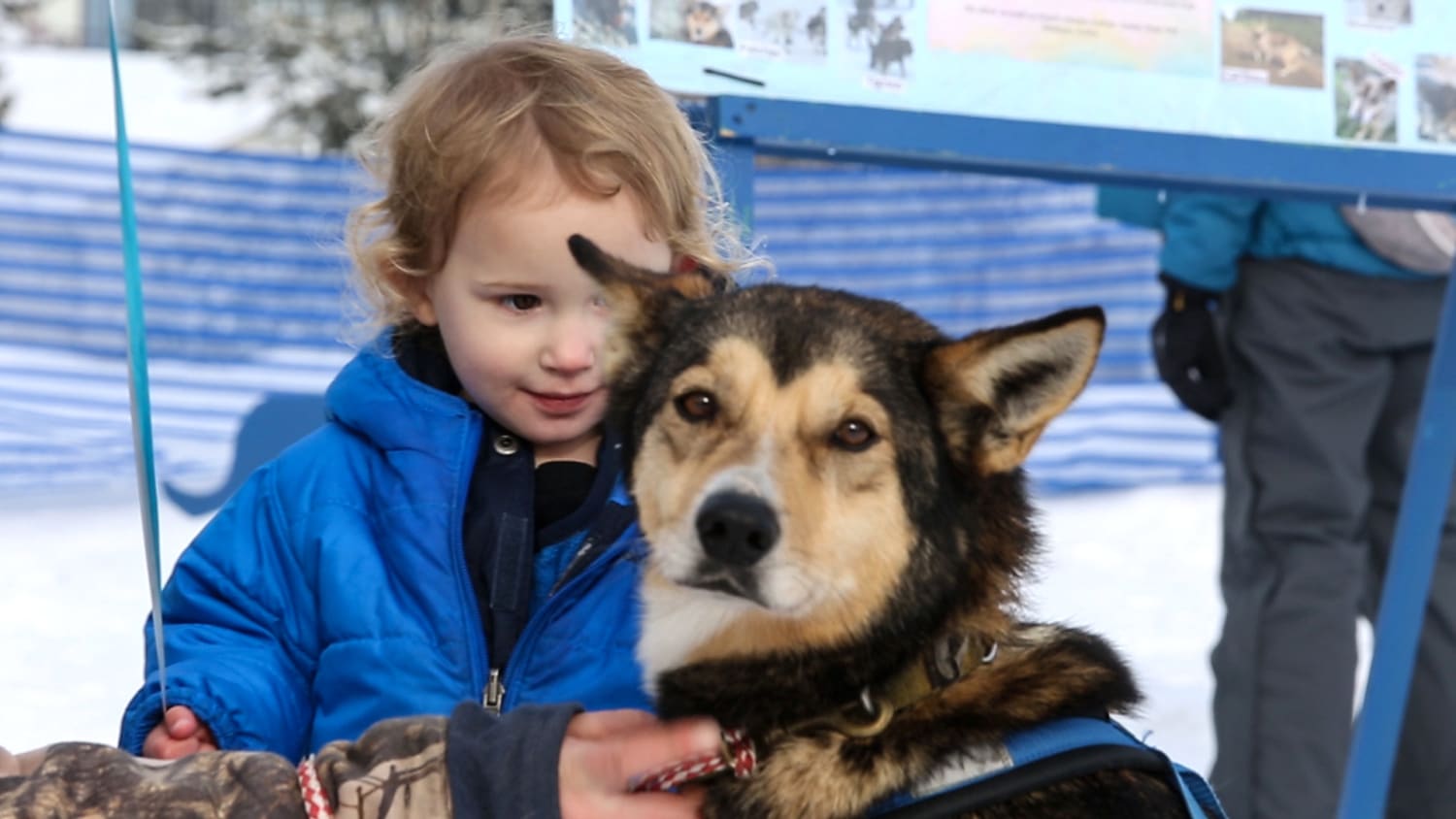 Fur Rondy's Condensed Race: A Test Of Endurance For Mushers And Their Teams Fur Rondy's Condensed Race: A Test Of Endurance For Mushers And Their Teams