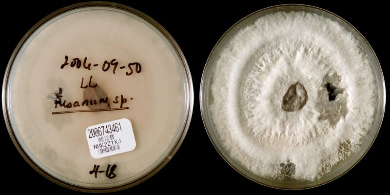 Global Warming: The Potential For Increased Fungal Pathogen Spread Global Warming: The Potential For Increased Fungal Pathogen Spread