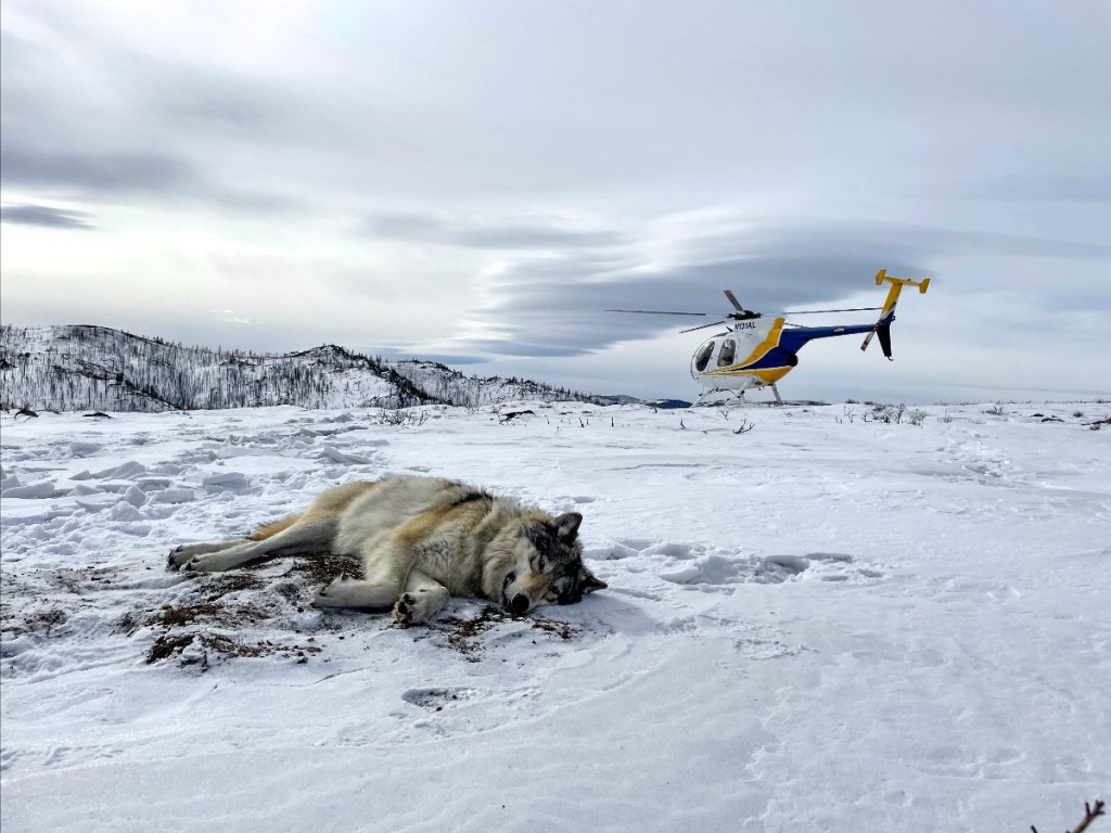 Gray Wolf From Colorado Dies In Wyoming After Relocation Program Gray Wolf From Colorado Dies In Wyoming After Relocation Program
