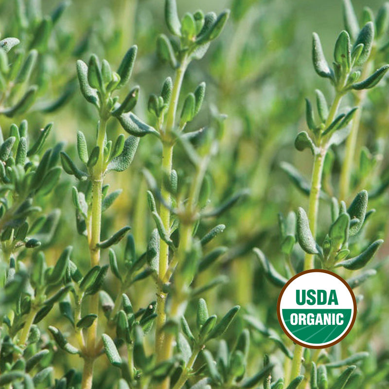 Growing Rosemary & Thyme: A Beginner's Guide Growing Rosemary & Thyme: A Beginner's Guide