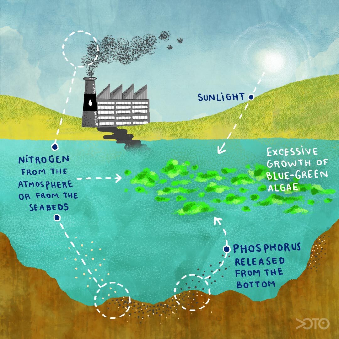 Harmful Algal Blooms In Kodiak: Back-to-Back Blooms Threaten Shellfish Industry Harmful Algal Blooms In Kodiak: Back-to-Back Blooms Threaten Shellfish Industry