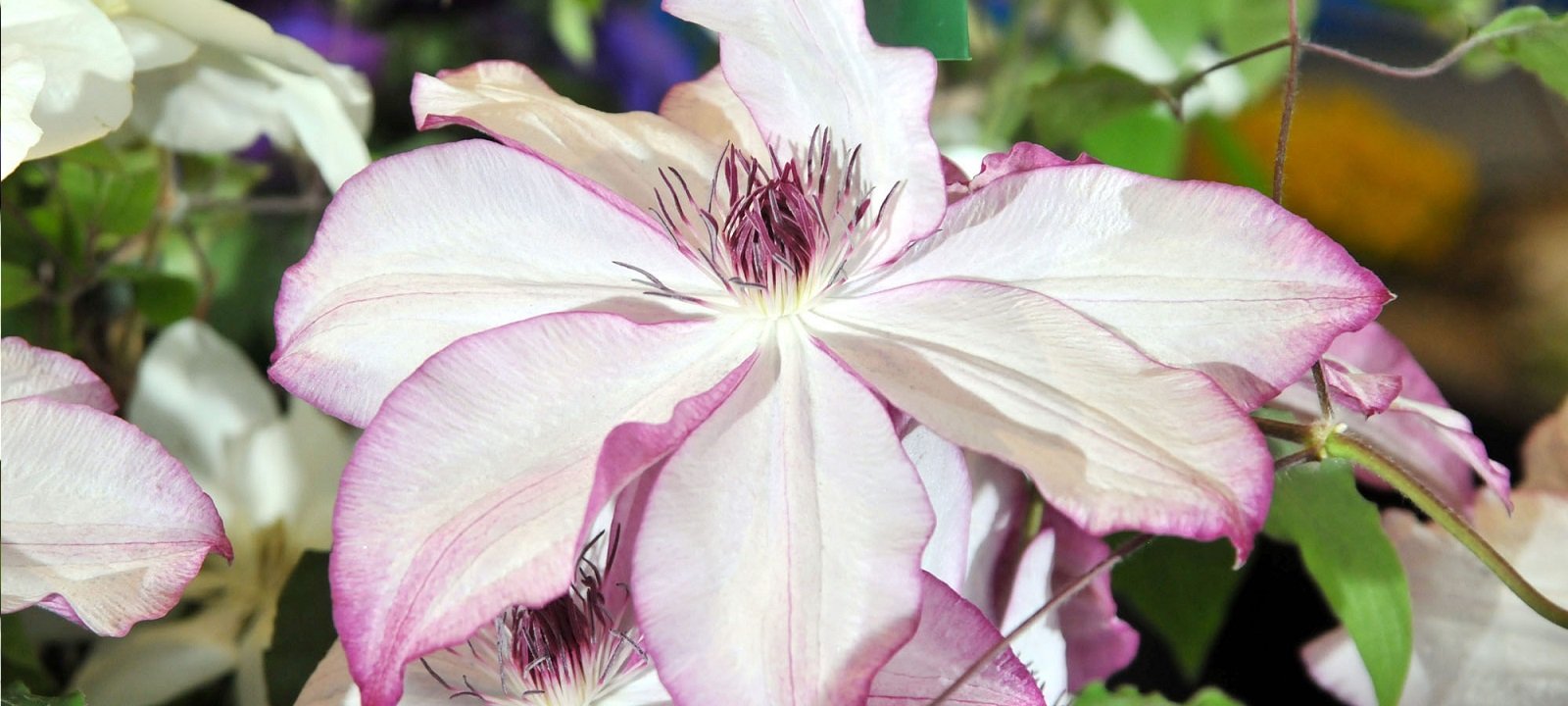 Harrogate Spring Flower Show: 40,000 Visitors Anticipated