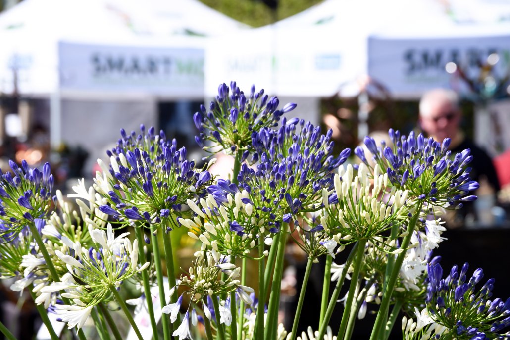 Harrogate Spring Flower Show Anticipates 40,000 Attendees Harrogate Spring Flower Show Anticipates 40,000 Attendees