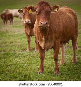Helicopters And Herds: Swiss Village's Emergency Livestock Removal Due To Landslide Risk Helicopters And Herds: Swiss Village's Emergency Livestock Removal Due To Landslide Risk