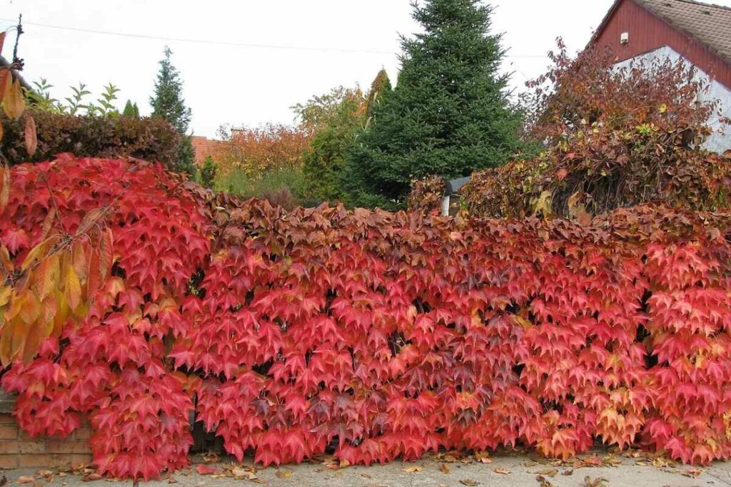 How To Plant And Maintain A Thriving Living Fence How To Plant And Maintain A Thriving Living Fence