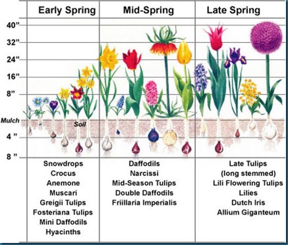 Hyacinth Bulb Planting Guide: Ensuring Vibrant Spring Displays Hyacinth Bulb Planting Guide: Ensuring Vibrant Spring Displays