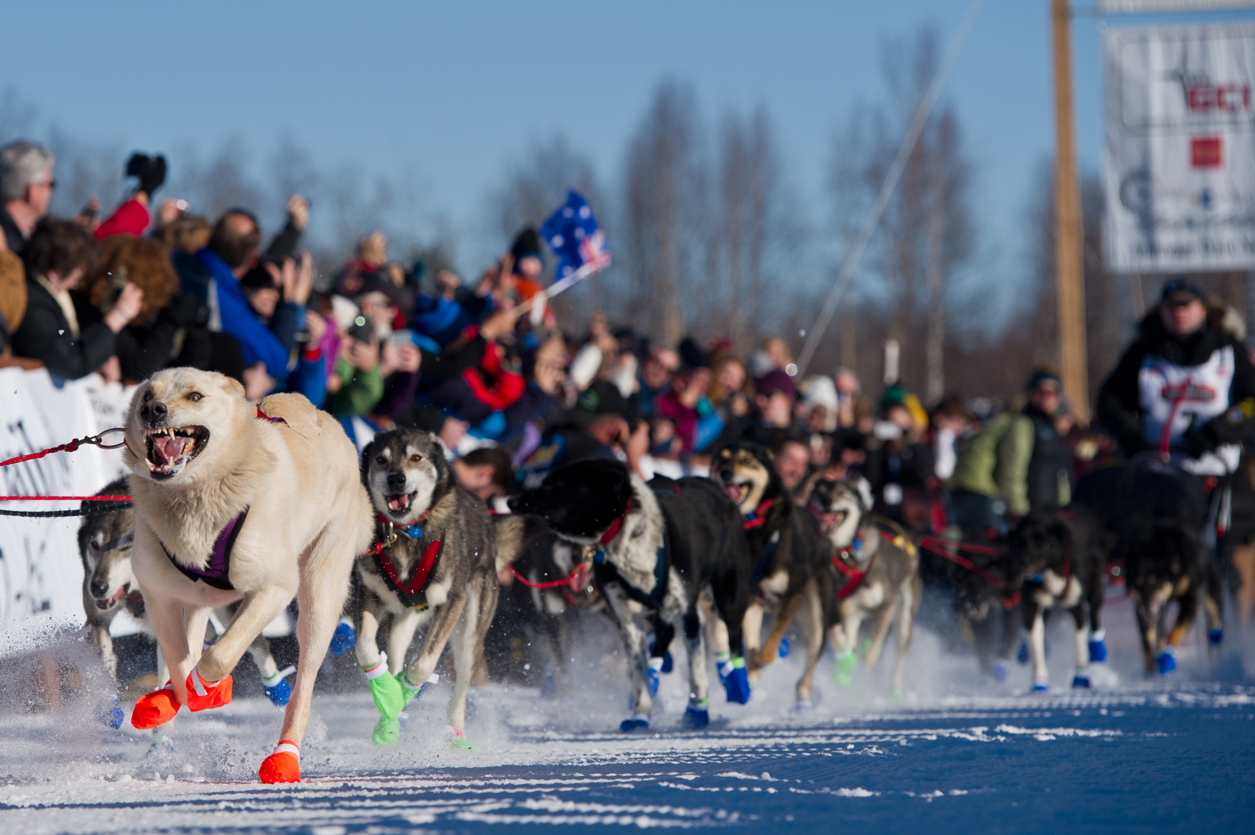 Iditarod Rookies: 7 Sled Dog Teams Aiming For Nome Iditarod Rookies: 7 Sled Dog Teams Aiming For Nome