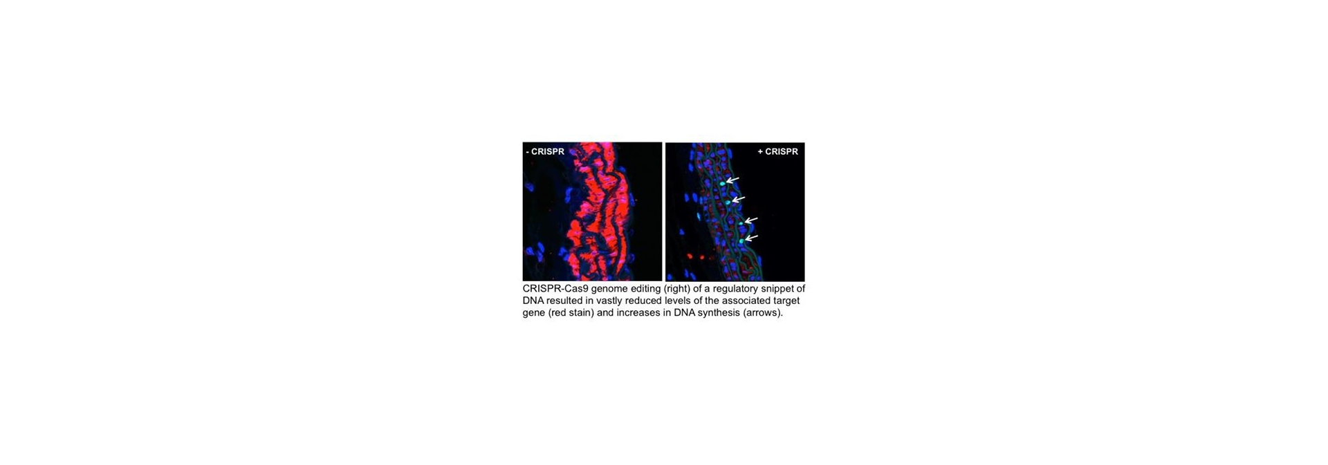 Improved Gene Editing With Modified CRISPR Technology Improved Gene Editing With Modified CRISPR Technology